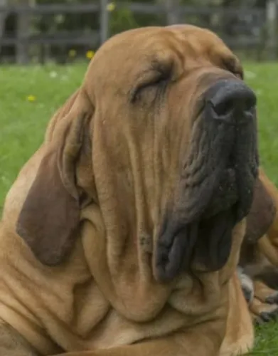 Fila Brasileiro de