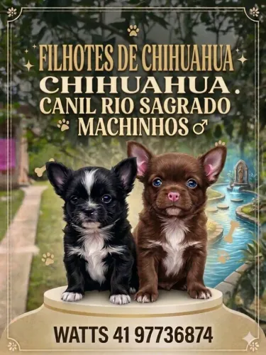 Lindos machinhos chihuaua pelo longo
