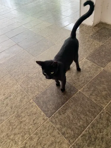 Gata 1 ano castrada
