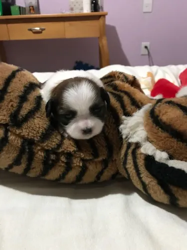 Lhasa Apso fofo demais