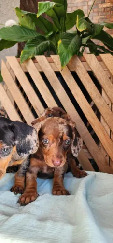 Simplesmente Maravilhosos!! Salsicha/Teckel Com Pedigree. 