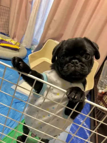 Pug Um novo capítulo cheio de carinho pode começar hoje