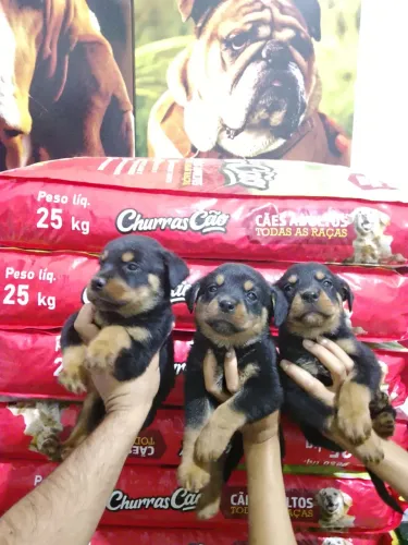 Vende-se Rottweiler