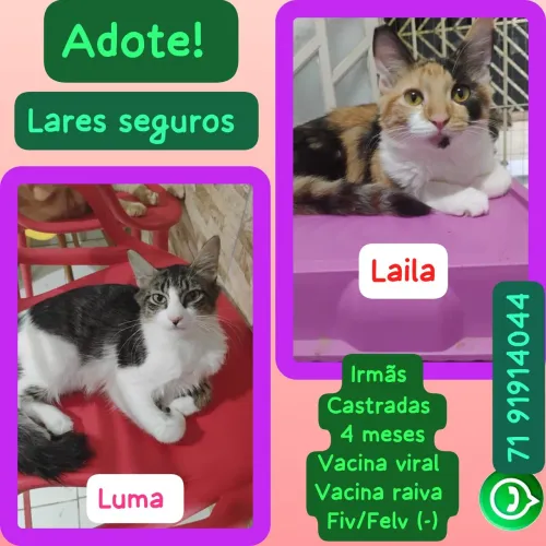 Adote Luma e Laila