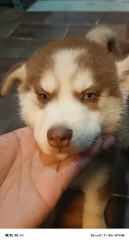 Filhote de husky