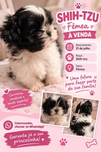 Vendo filhote shitzu