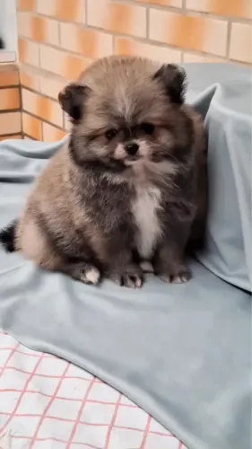 Spitz Lulu