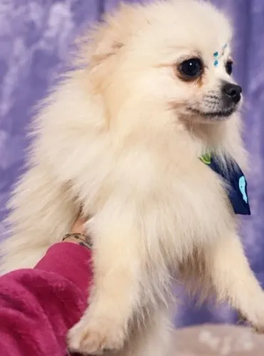Lindo macho Spitz Alemão Anão