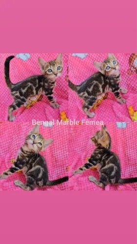 Bengal Filhotes Gatil BSB Cat