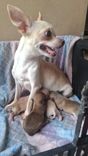 Chihuahua