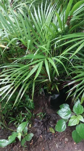 Palmeiras areca e outras plantas