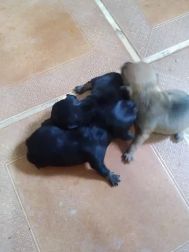 Vende se filhotes de pinther n.0