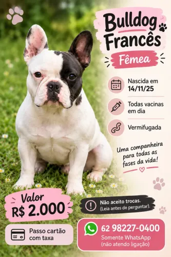 Bulldog Frances