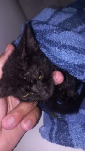 Doacao gato macho filhote