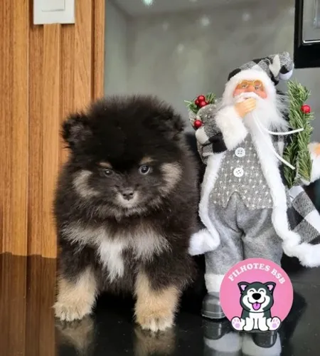 Spitz Alemão - Lulu da Pomerânia - Pedigree CBKC - 12x sem juros - envio gratis