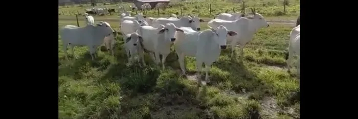 R$15 milhões fazenda 250 alqueires no Pará