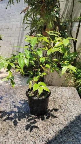 Bonsai de Jabuticaba