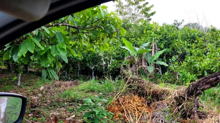 Vendo excelente fazendinha em Valença Bahia 