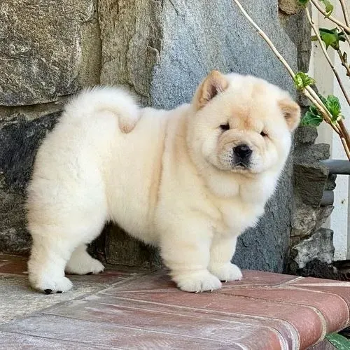 femea de cchow chow