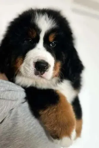 Bernese Mountaing Dog Afetuoso, brincalhão, sociável, inteligente