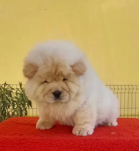 Chow Chow Bolinhas de Pelo Cheias de Amor