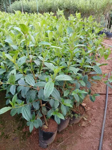 Mudas  de manaca da serra, 0,8 a 1,0 mt direto do produtorpara cultivo