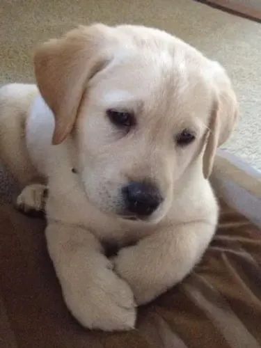 Labrador chocolate/amarelo/preto, machos e fêmeas com garantias e suportes exclusivos!