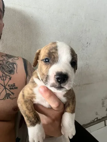 PITBULL AMERICAN staffordshire terrier