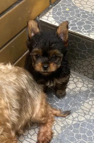 Filhote Yorkshire Terrier, Nada como um amigo fiel para tornar sua vida mais feliz!