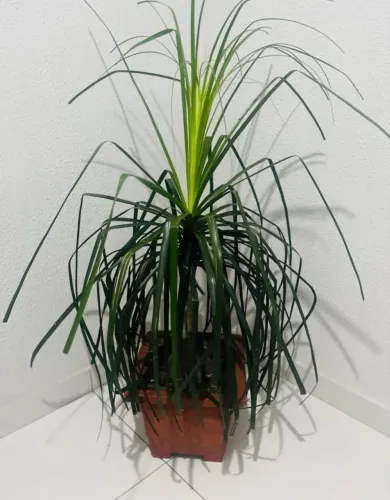 Vendo Plantas. 