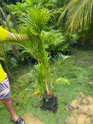 Muda de Palmeira Areca - Ideal para seu jardim!