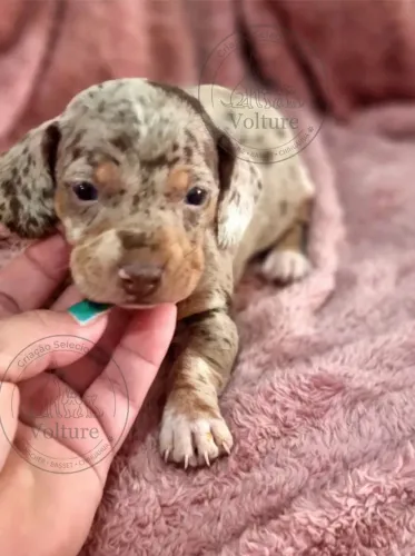 Basset dachshund mofadinhos
