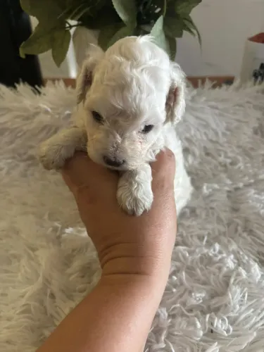 Poodle toy machinho