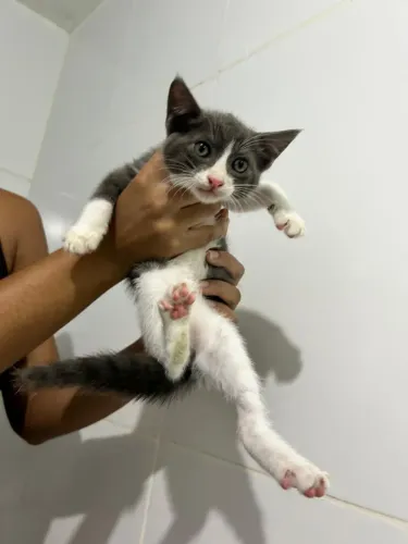 Doa-se gatinhos tranquilos carinhosos 