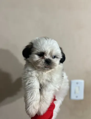 Vendo shitzu