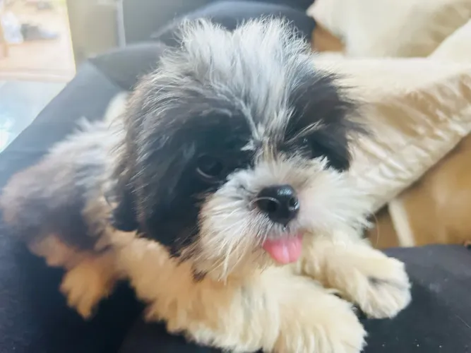 Shihtzu macho