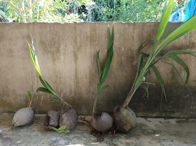 Mudas de côco.
