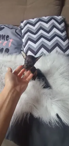 Pinscher Zero Fêmea Linda 
