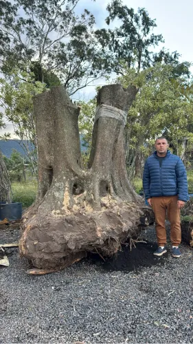 Oliveiras centenárias brotadas