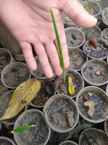 5 mudas de tamaras jumbo