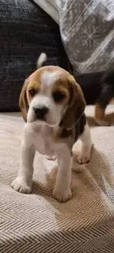 Beagle O caminho mais interessante sempre tem um novo aroma.