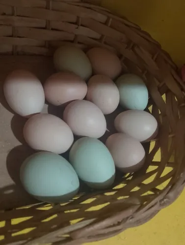 Ovos de frangas gsb