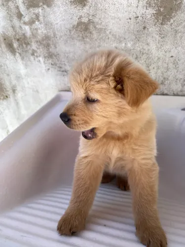 Filhote de Chow Chow