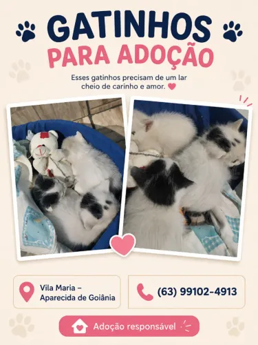 Gatinhos para adoção!