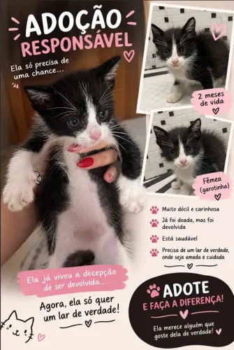 Gatinha devolvida para adoção responsável