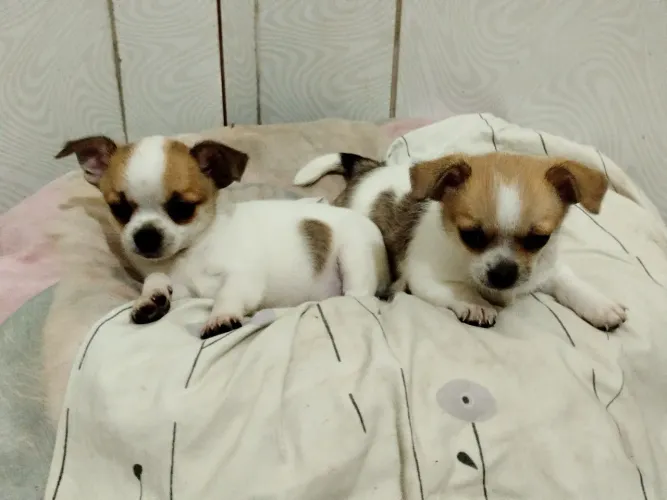 Chihuahua