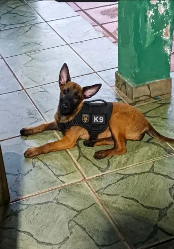 Pastor Belga Malinois 