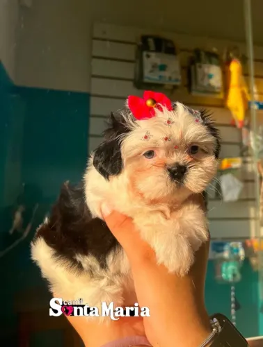 femea shih tzu mini olho azul com pedigree adestrada micro shitzu
