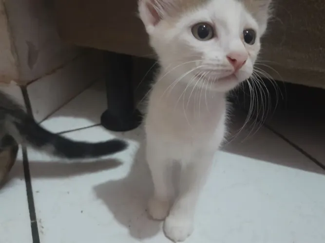  Filhote de gato para adoção em jacaraipe (Não mande mensagem se não tiver certeza)