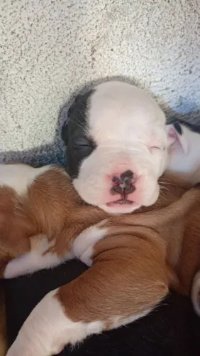 Filhotes de pitbul